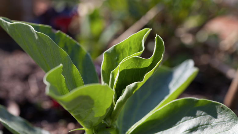 Fava Bean (Vicia faba) plant in ground