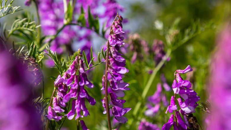 Detail of garden vetch flowers