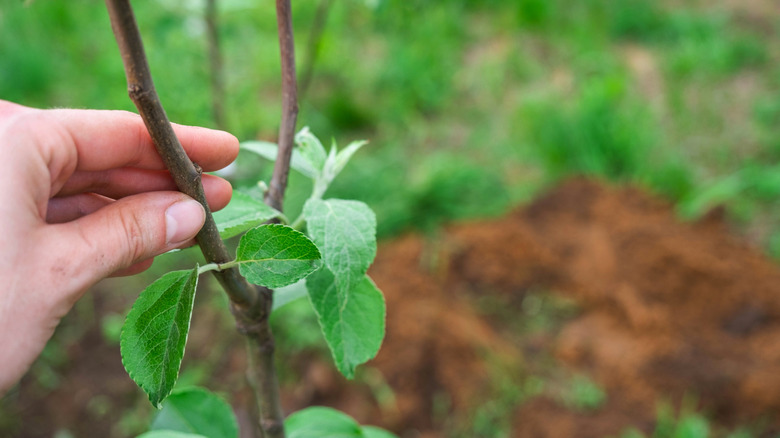 A person holding the stem of a young apple tree, with blurred ground in the background