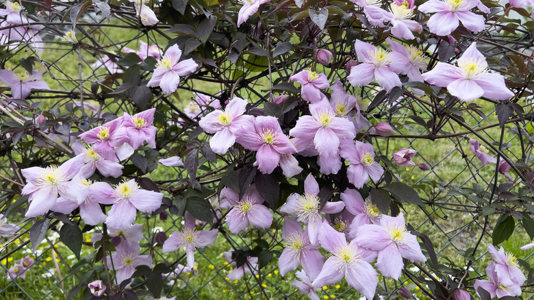 Mountain clematis (Clematis montana) flowers in bloom