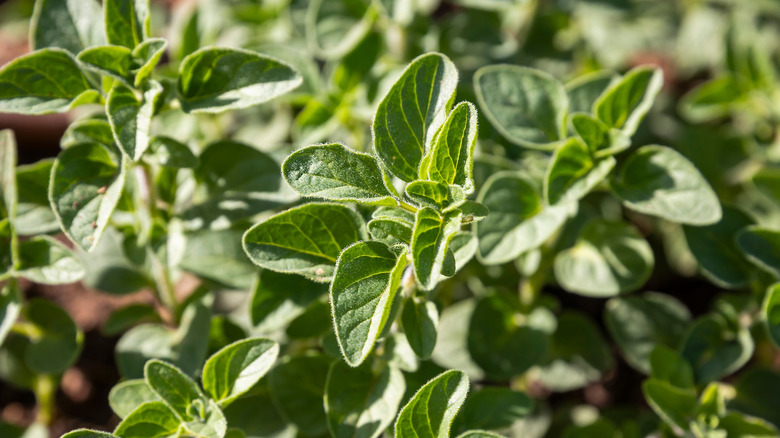 Closeup detail of oregano leaves