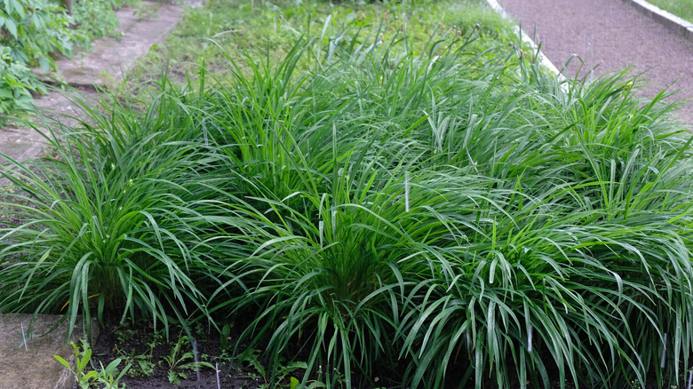 Oak sedge (Carex pensylvanica) flower in bloom