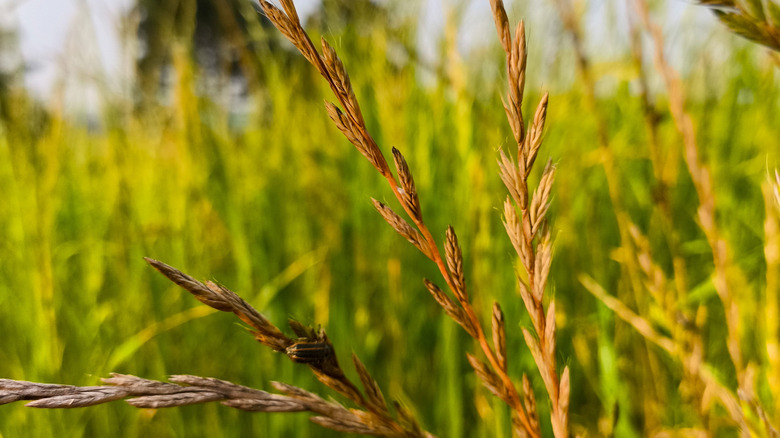 Detail of ryegrass in a field