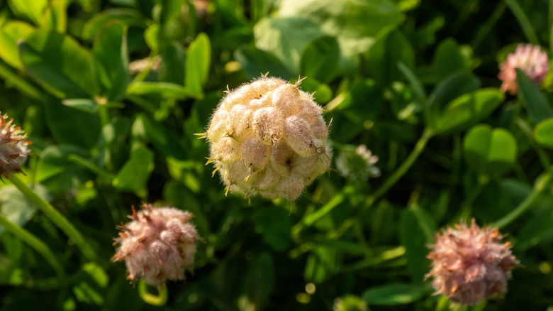 Close-up shot of the Strawberry clover (Trifolium fragiferum) flowering in summer surrounded with green leaves