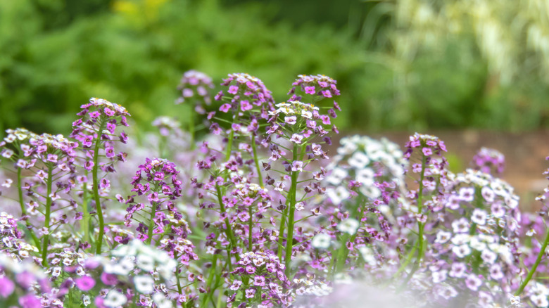 Close up of Lobularia maritima flowers syn. Alyssum maritimum, common name sweet alyssum or sweet alison