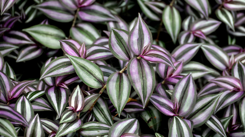 Tradescantia zebrina leaves in detail