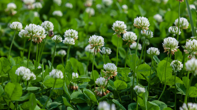 Clover Trifolium white clover, Trifolium repens