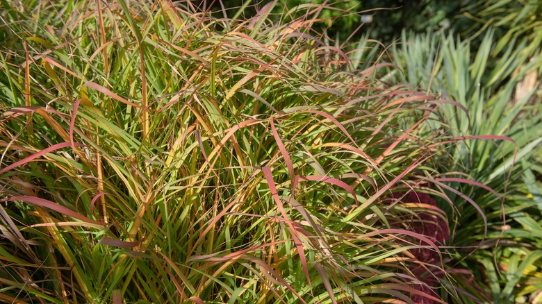 switch grass growing in a landscape