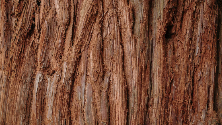 Redwood tree trunk