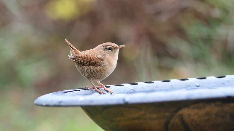 wren bird at bird bath