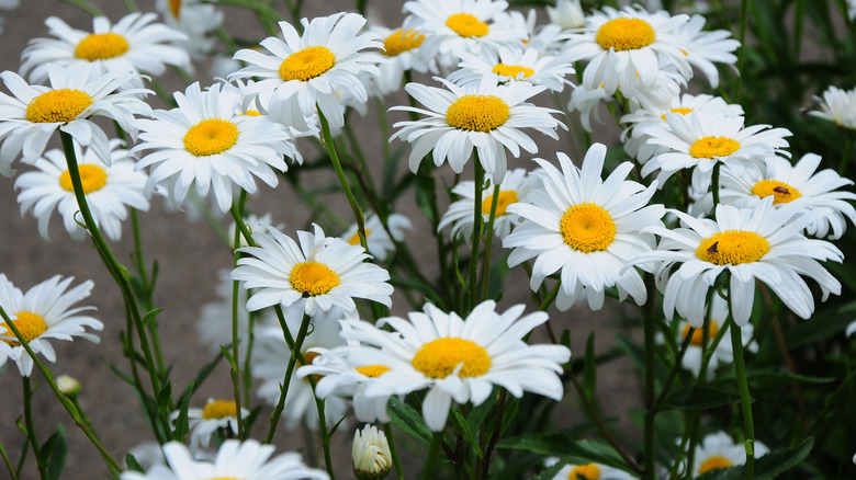 Becky shasta daisy