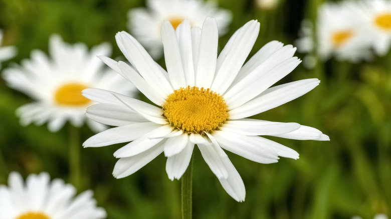 Shasta daisy in garden