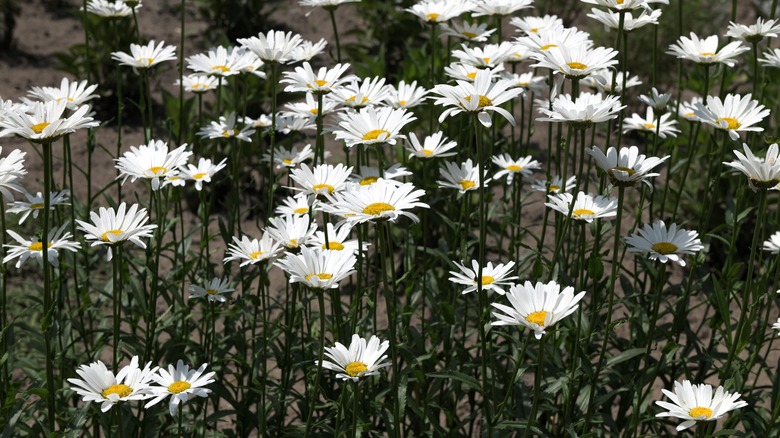 Snowcap shasta daisies