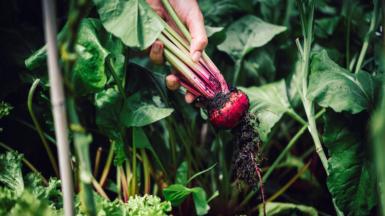 pulling up beet root