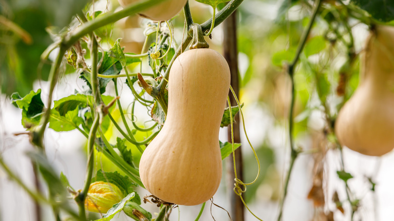 squash growing on the stem