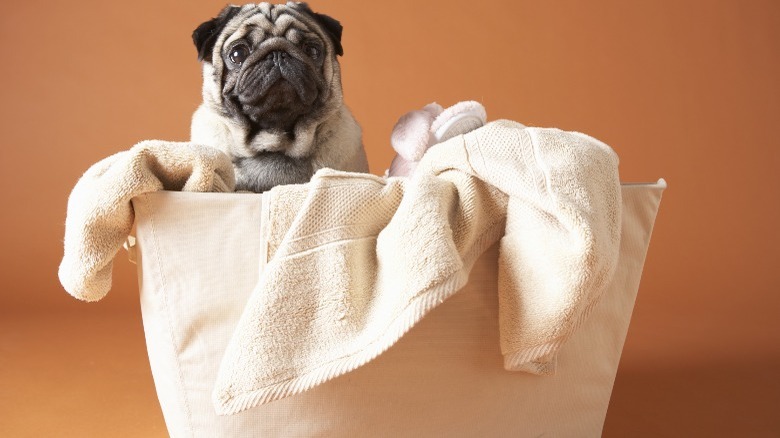 pug in laundry basket