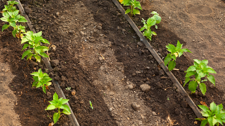 drip irrigation system in garden