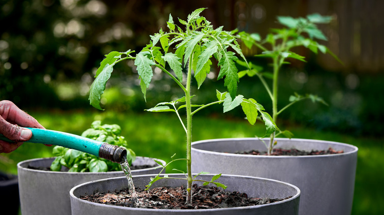 watering plant's soil with hose 