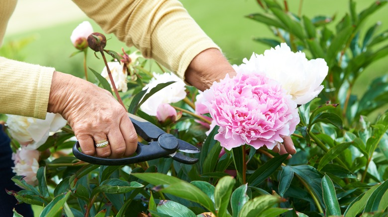 woman's hands cutting a peony bloom