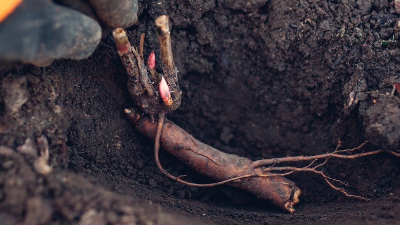 peony tuber in hole in dirt