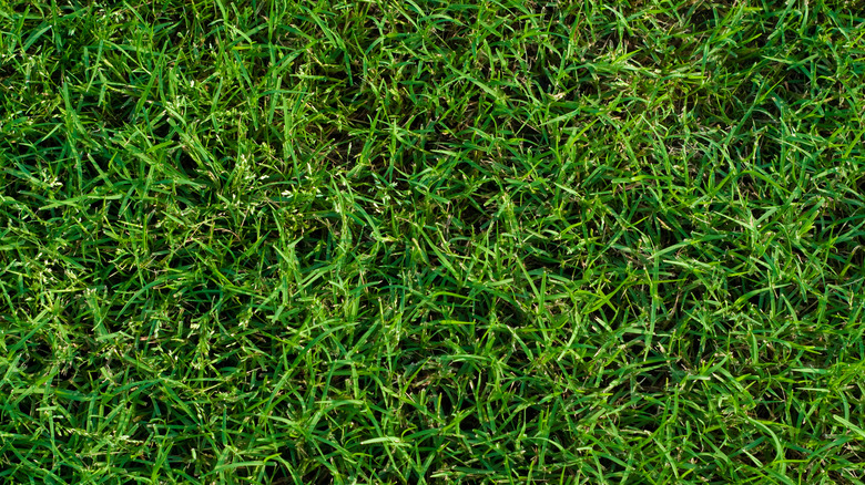 Bermuda grass closeup