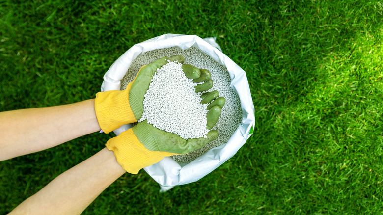 gardener applying grass fertilizer