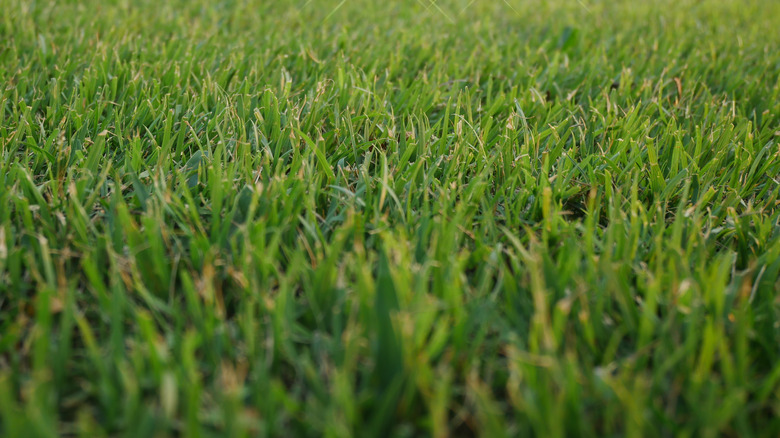 bermuda grass close up