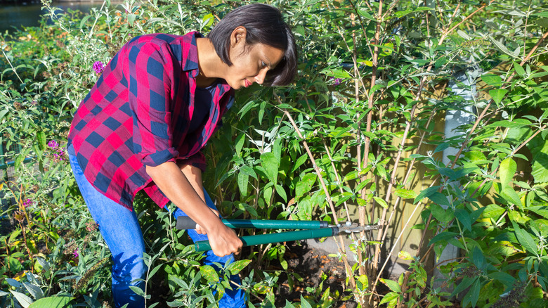 woman caring for butterfly bush