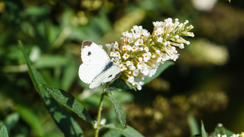 white butterfly bush