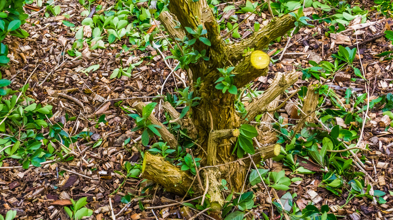 butterfly bush in the soil