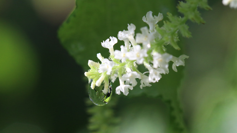 white butterfly bush with water drop