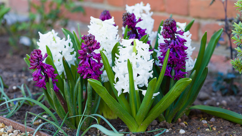 Small white and purple hyacinths