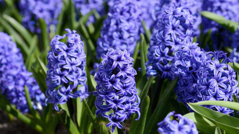 Blue hyacinth flowers