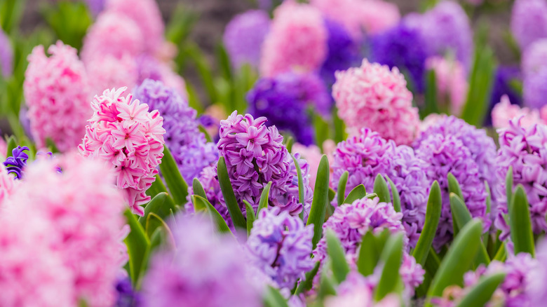 Pink and purple hyacinth flowers