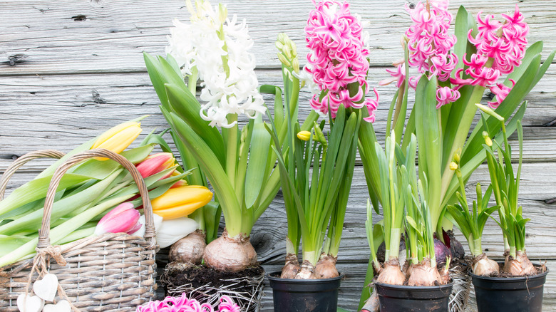 Potted hyacinth flowers