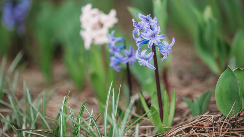 Blue hyacinth in flower bed