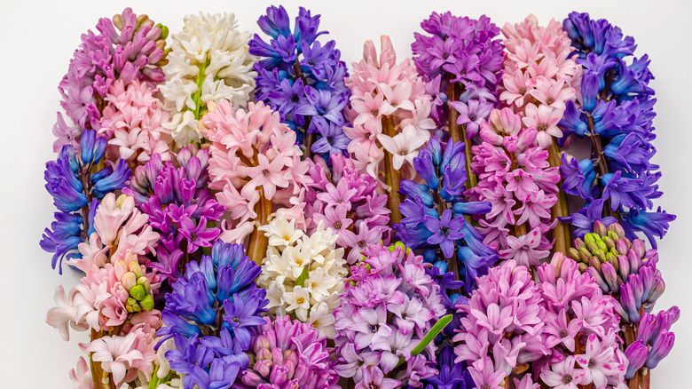 Bunch of hyacinth flowers