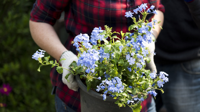 Plumbago is a low-maintenance plant.