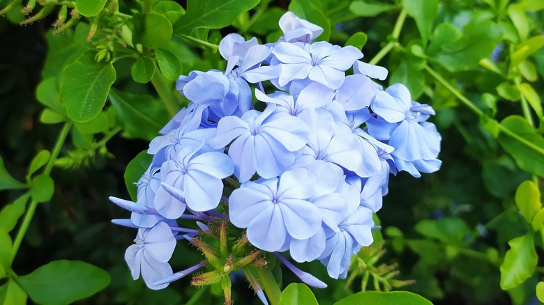 Plumbago attracts many beneficial insects.