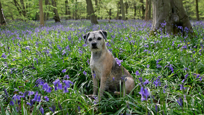 Dog sitting in field of bluebells