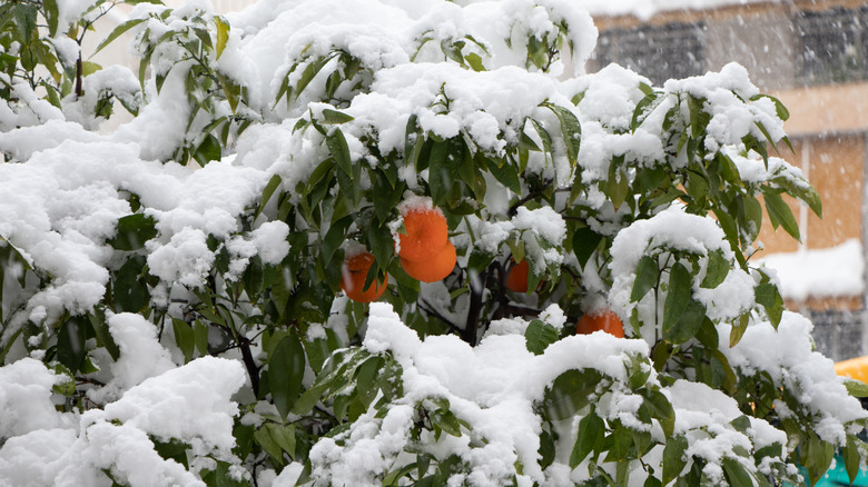 Orange tree under a blanket of snow