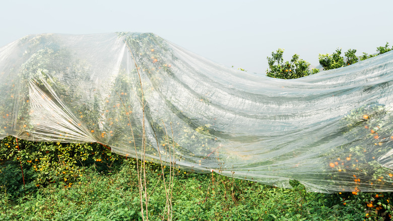 Orange trees under a cover