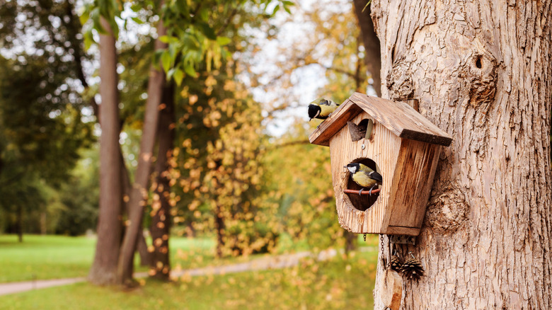 Birds inside bird house