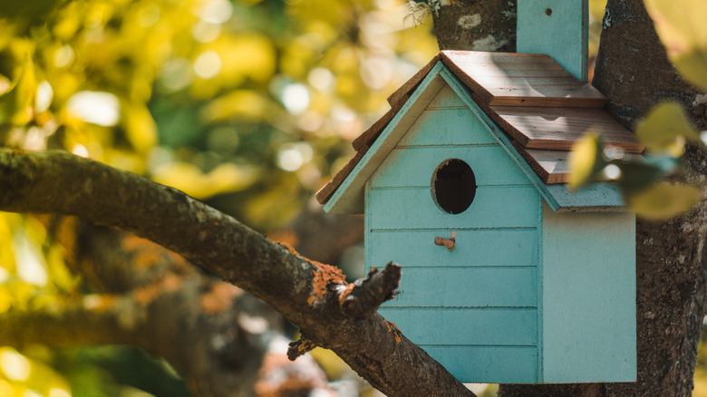 The Best Way To Clean A Birdhouse