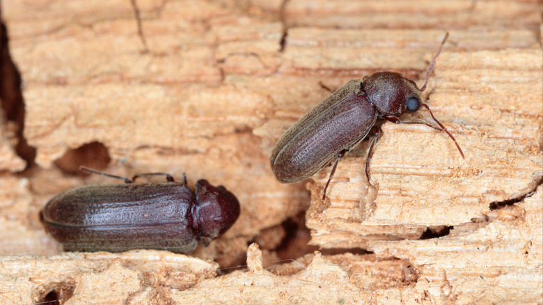 beetles on old wood