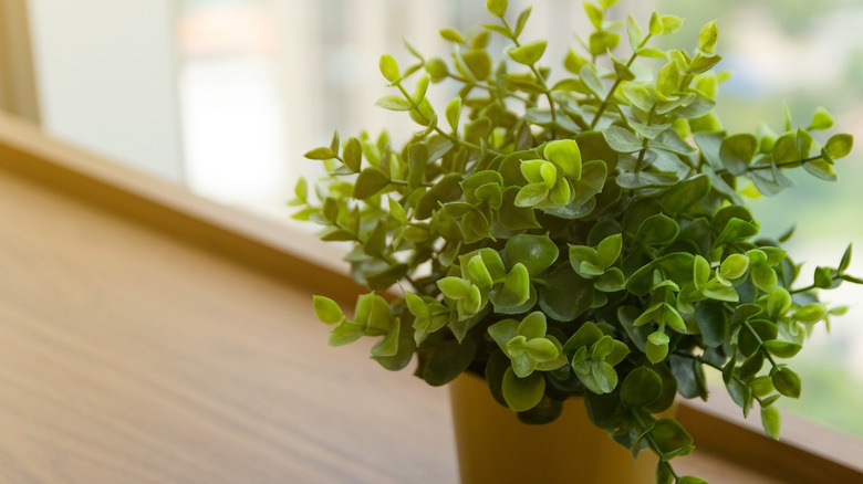 fake plant in windowsill