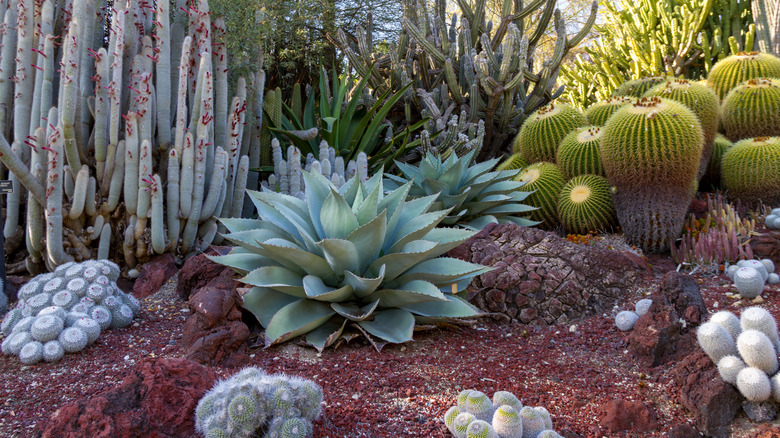 Succulent landscape