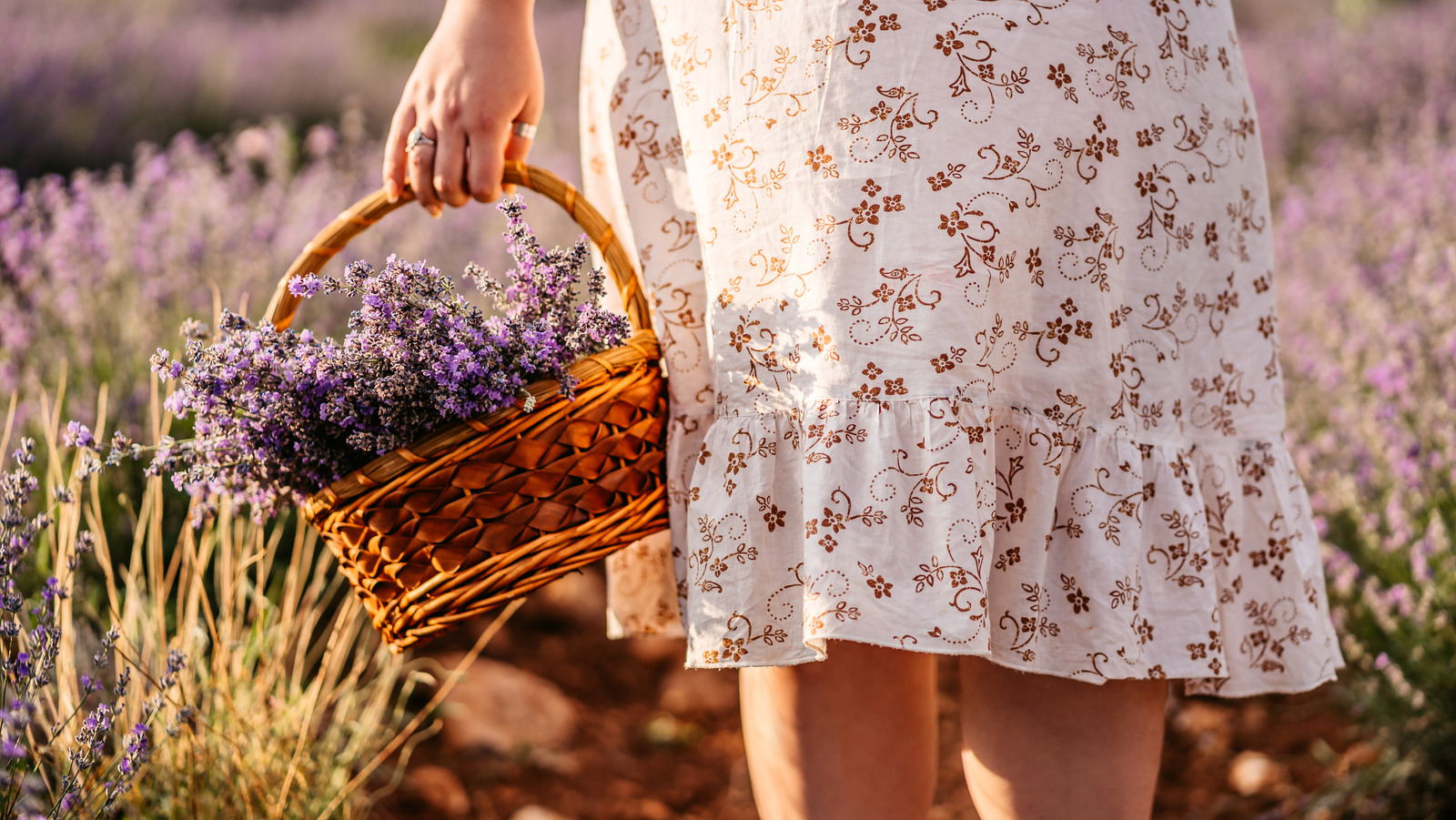 How To Dry Lavender: 3 Easy Steps