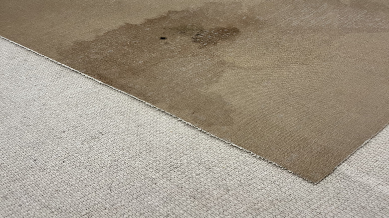 Carpet with mold growing under it due to water damage.