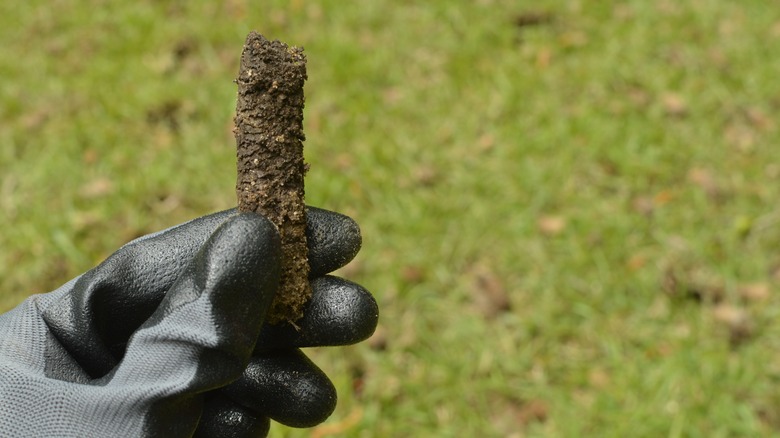 soil plug from aerated lawn